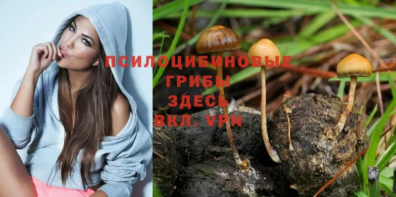 Галлюциногенные грибы Psilocybe  Лабинск 